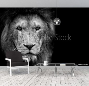 Picture of Black and White Lion